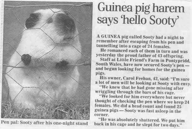 Sooty the Guinea Pig