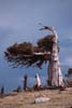 Funky Tree